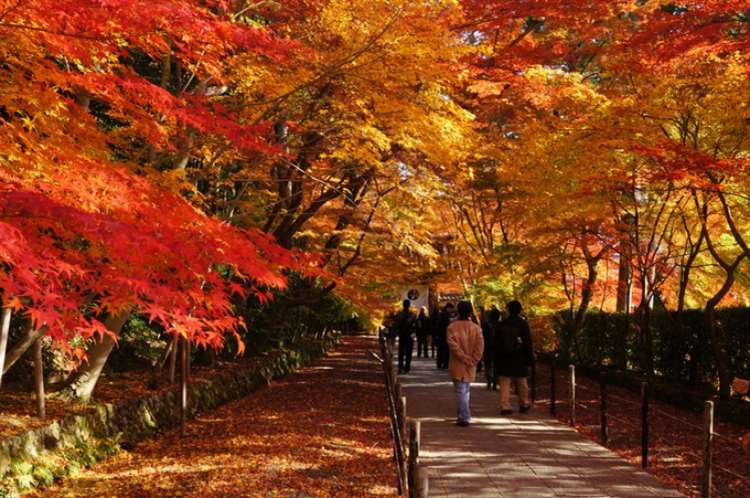 Thủ đô của Nhật Bản là gì? Tìm hiểu Tokyo – trái tim xứ sở hoa anh đào